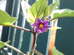 Image of eggplant