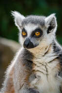 Image of Lemur Linnaeus 1758