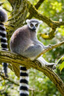 Image of Lemur Linnaeus 1758