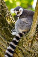 Image of Lemur Linnaeus 1758