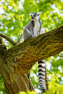 Image of Lemur Linnaeus 1758