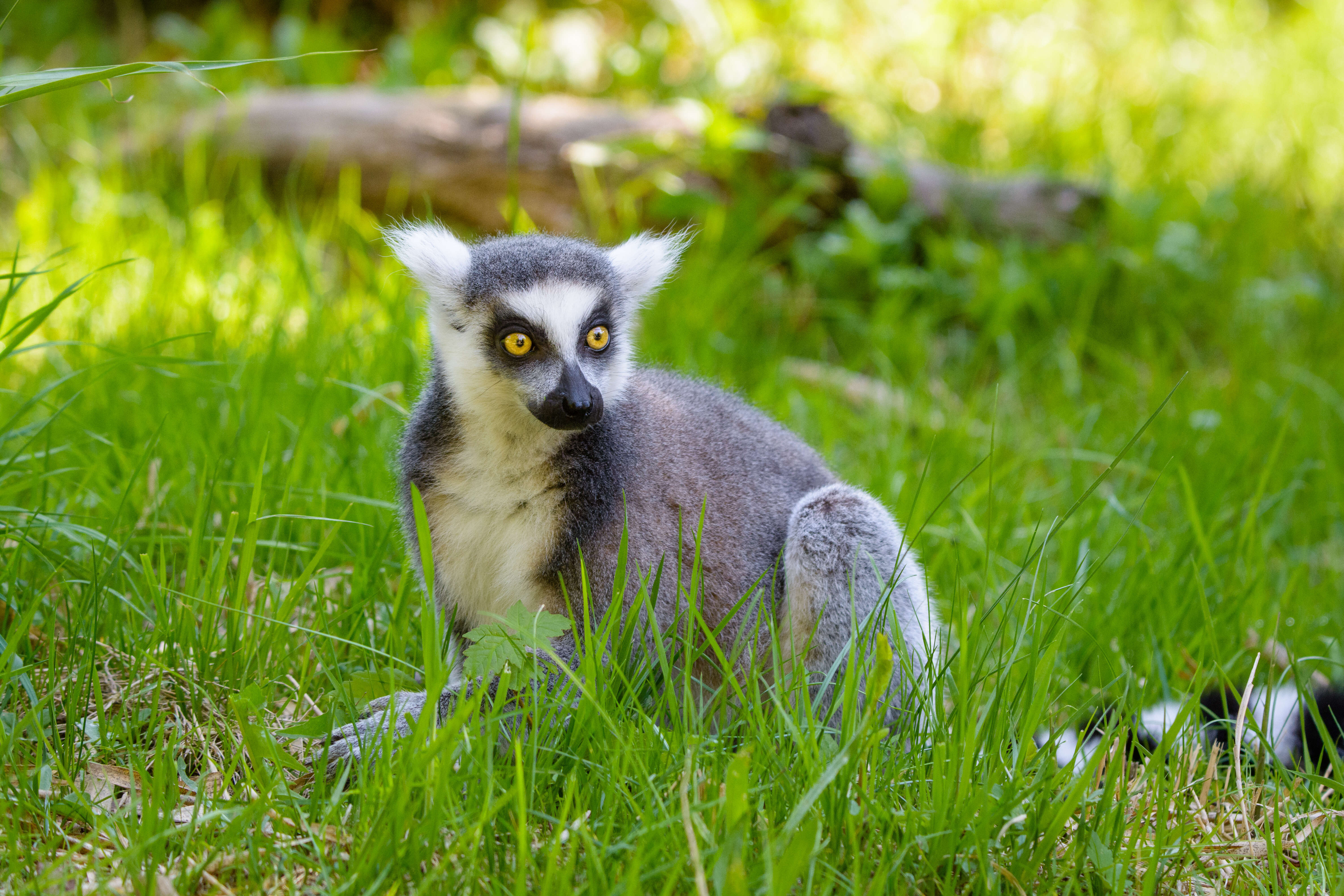 Image of Lemur Linnaeus 1758