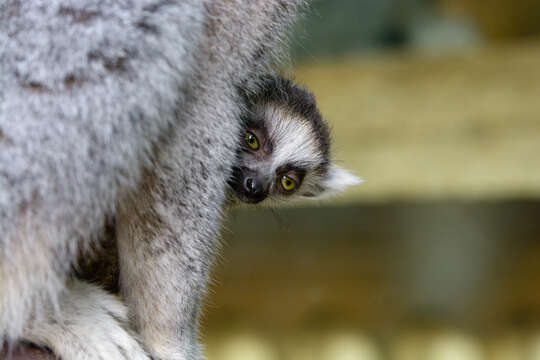 Image of Lemur Linnaeus 1758