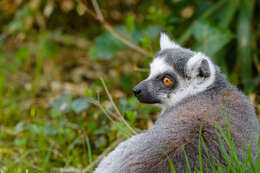 Image of Lemur Linnaeus 1758