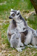 Image of Lemur Linnaeus 1758