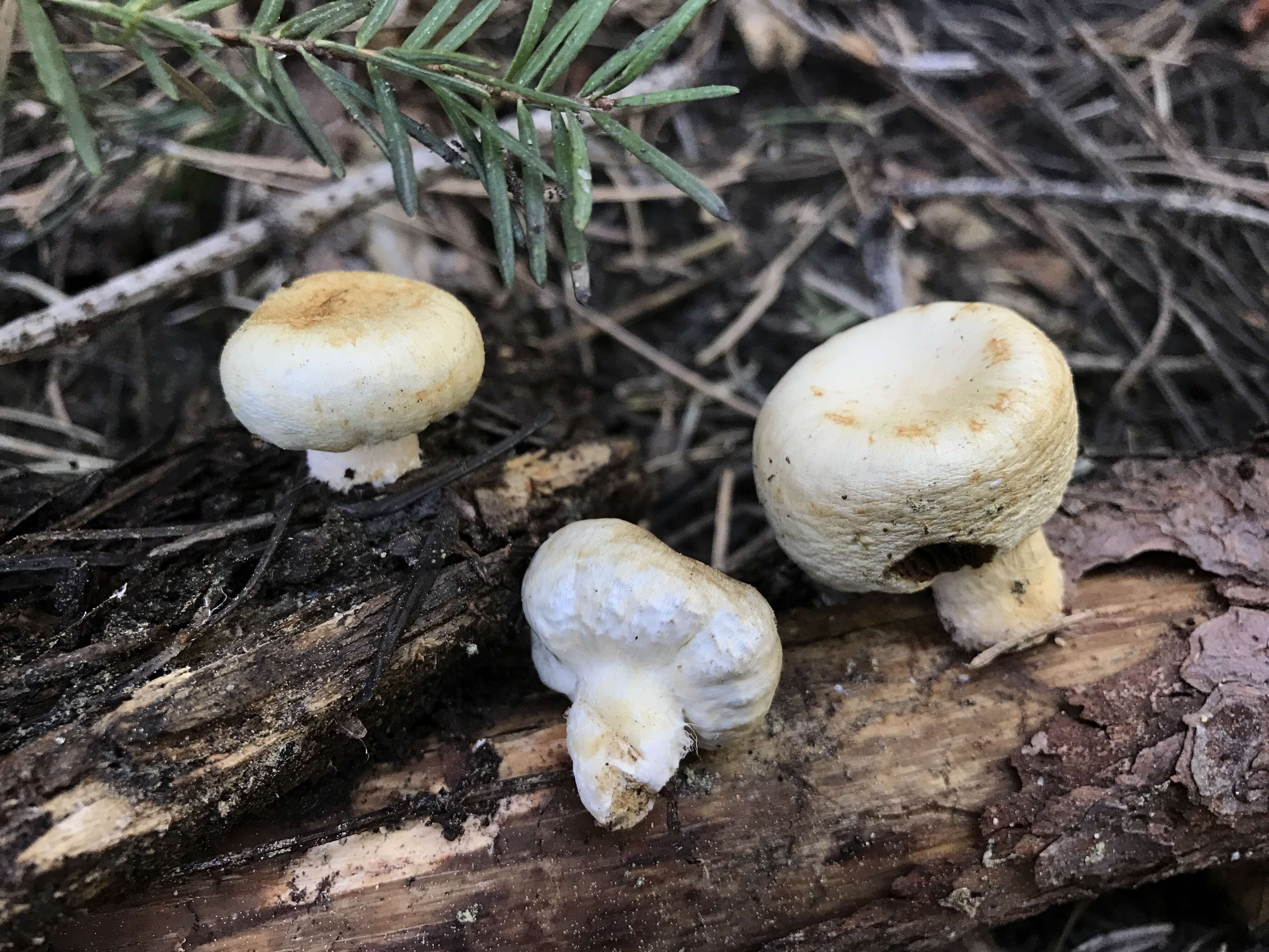 Image of Pholiota nubigena (Harkn.) Redhead 2014