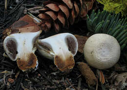 Image of Pholiota nubigena (Harkn.) Redhead 2014