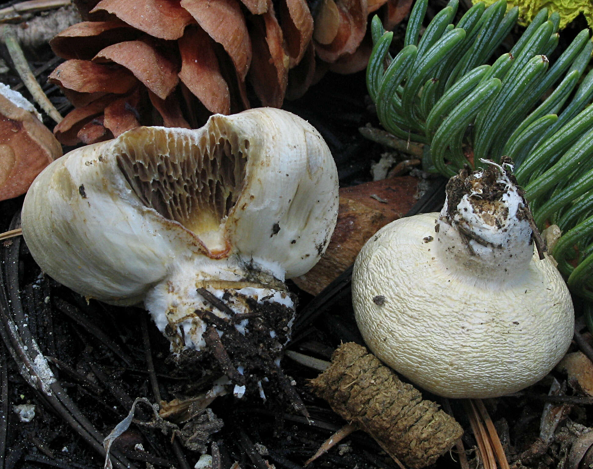 Image of Pholiota nubigena (Harkn.) Redhead 2014