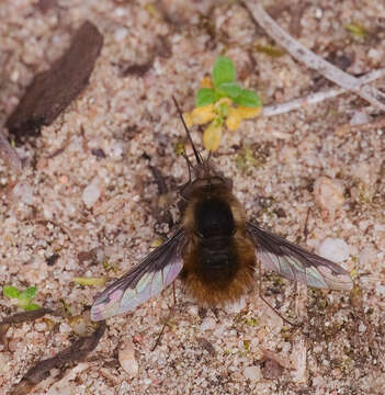 Image of Large bee-fly