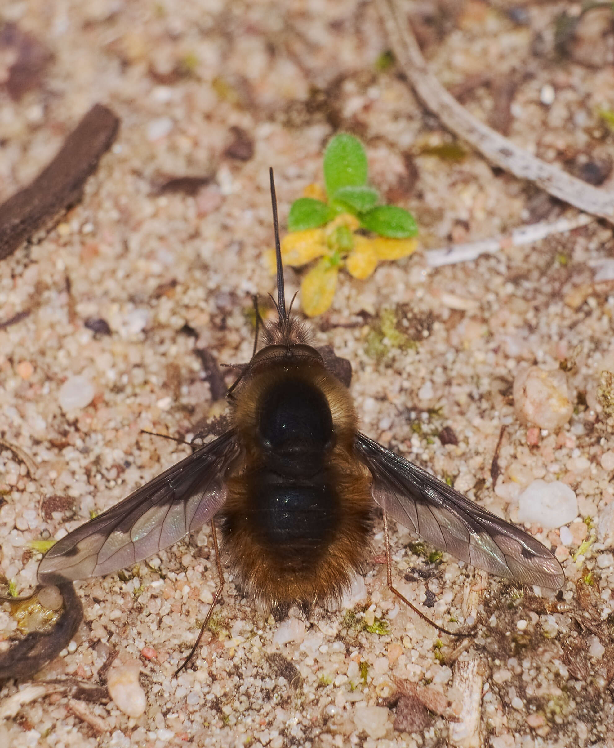 Image of Large bee-fly