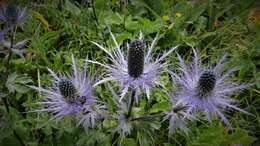 Eryngium alpinum L. resmi