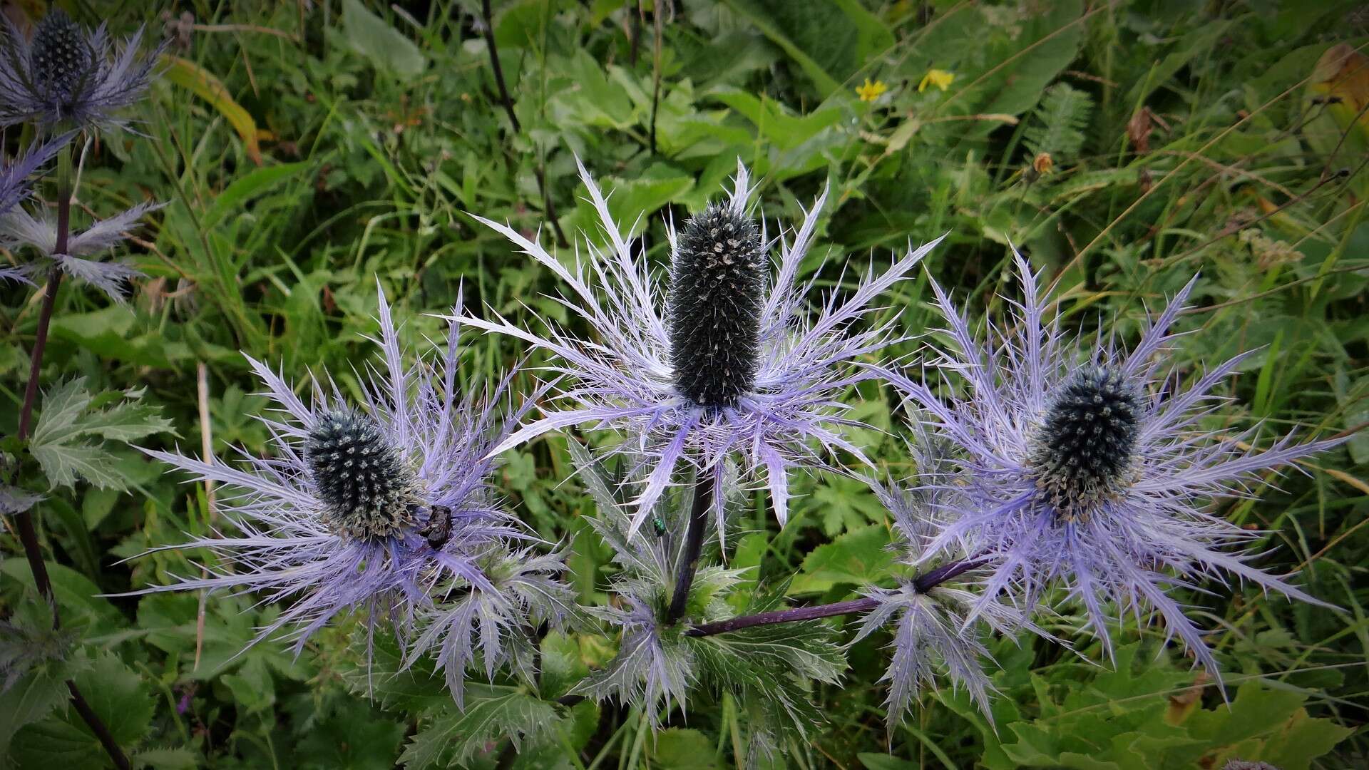 Eryngium alpinum L. resmi