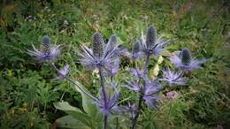 Eryngium alpinum L. resmi