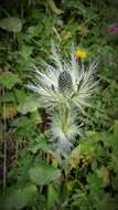 Eryngium alpinum L. resmi