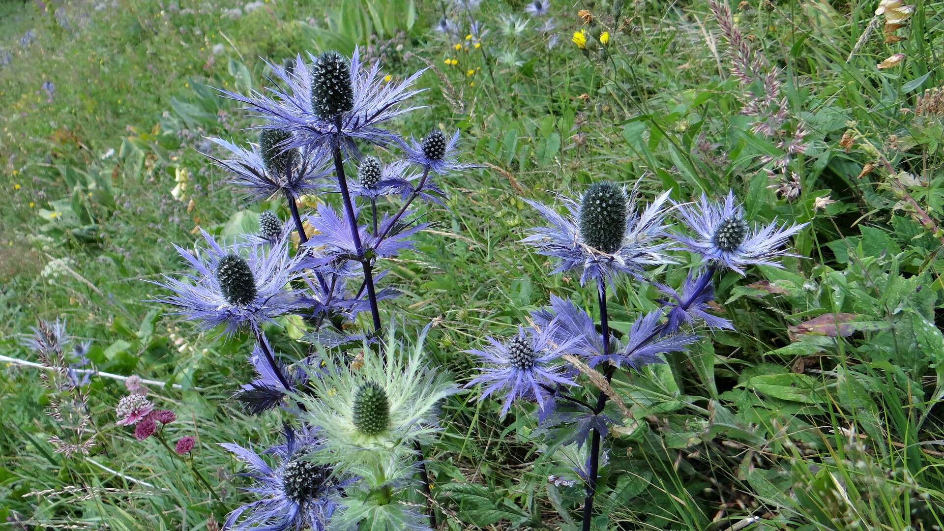 Eryngium alpinum L. resmi