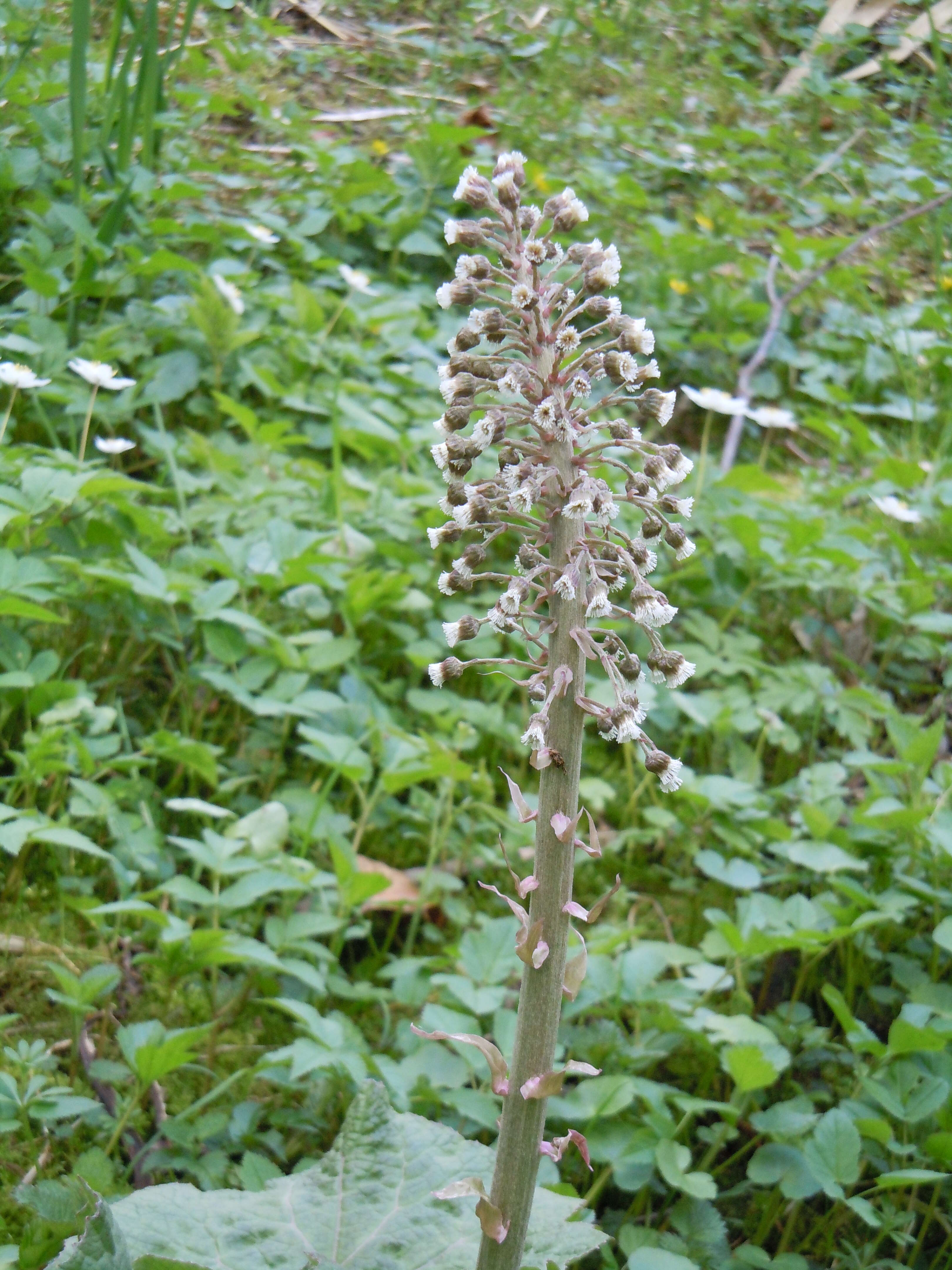 Image of pestilence wort