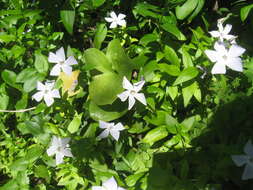 Image of Vinca difformis Pourr.