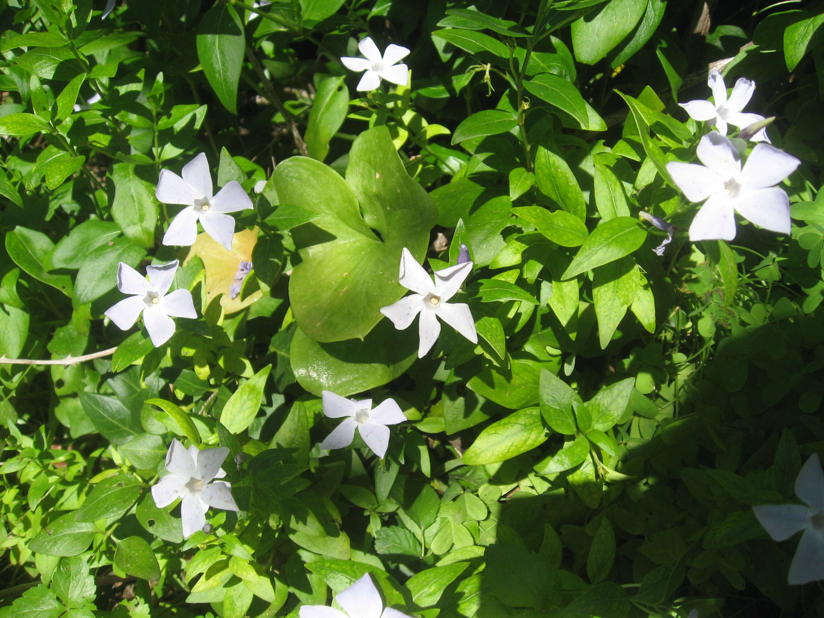 Image of Vinca difformis Pourr.