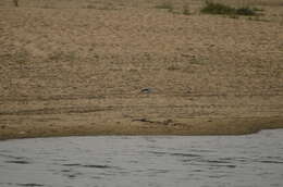 Image of Black-bellied Tern