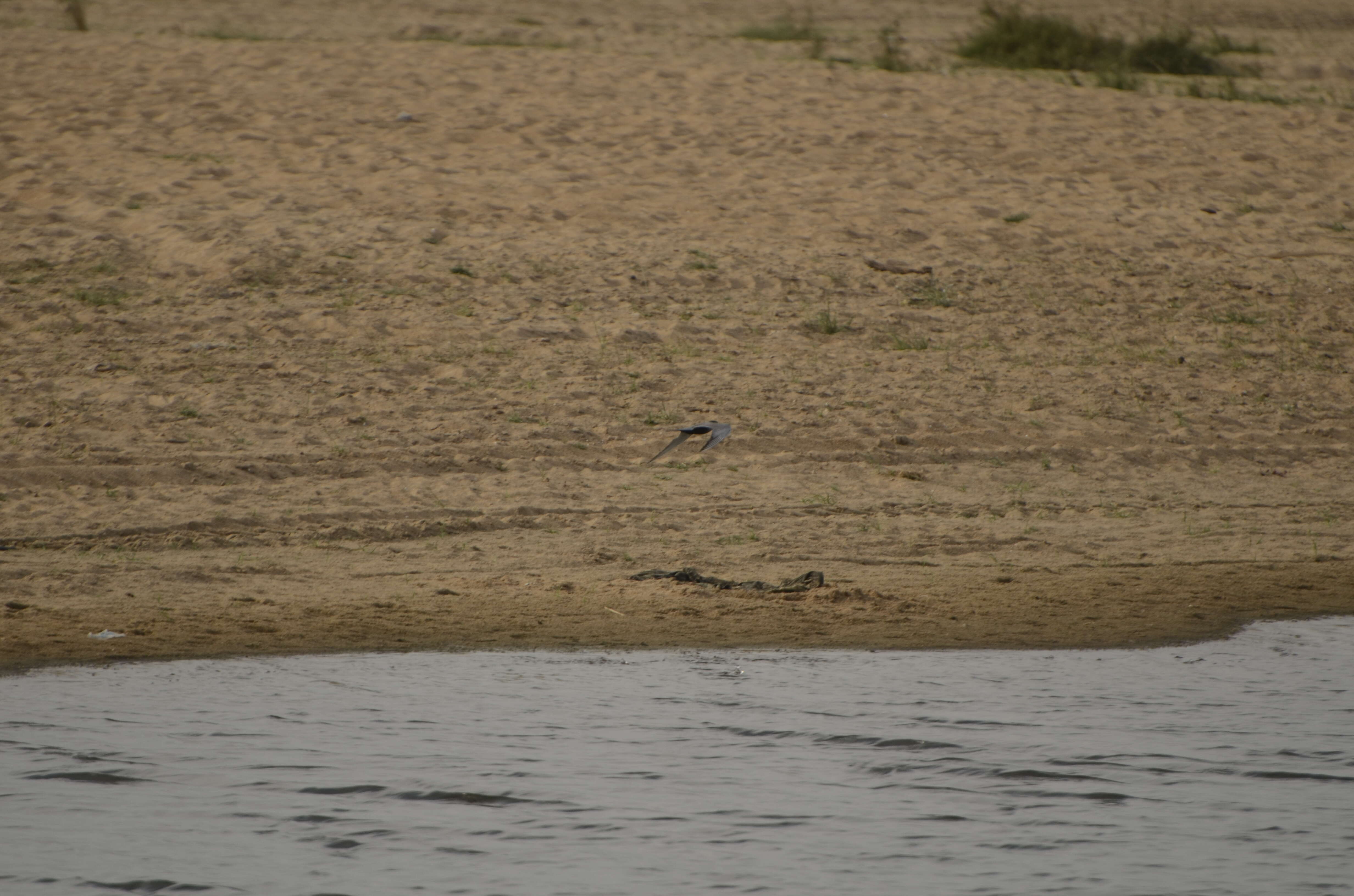 Image of Black-bellied Tern