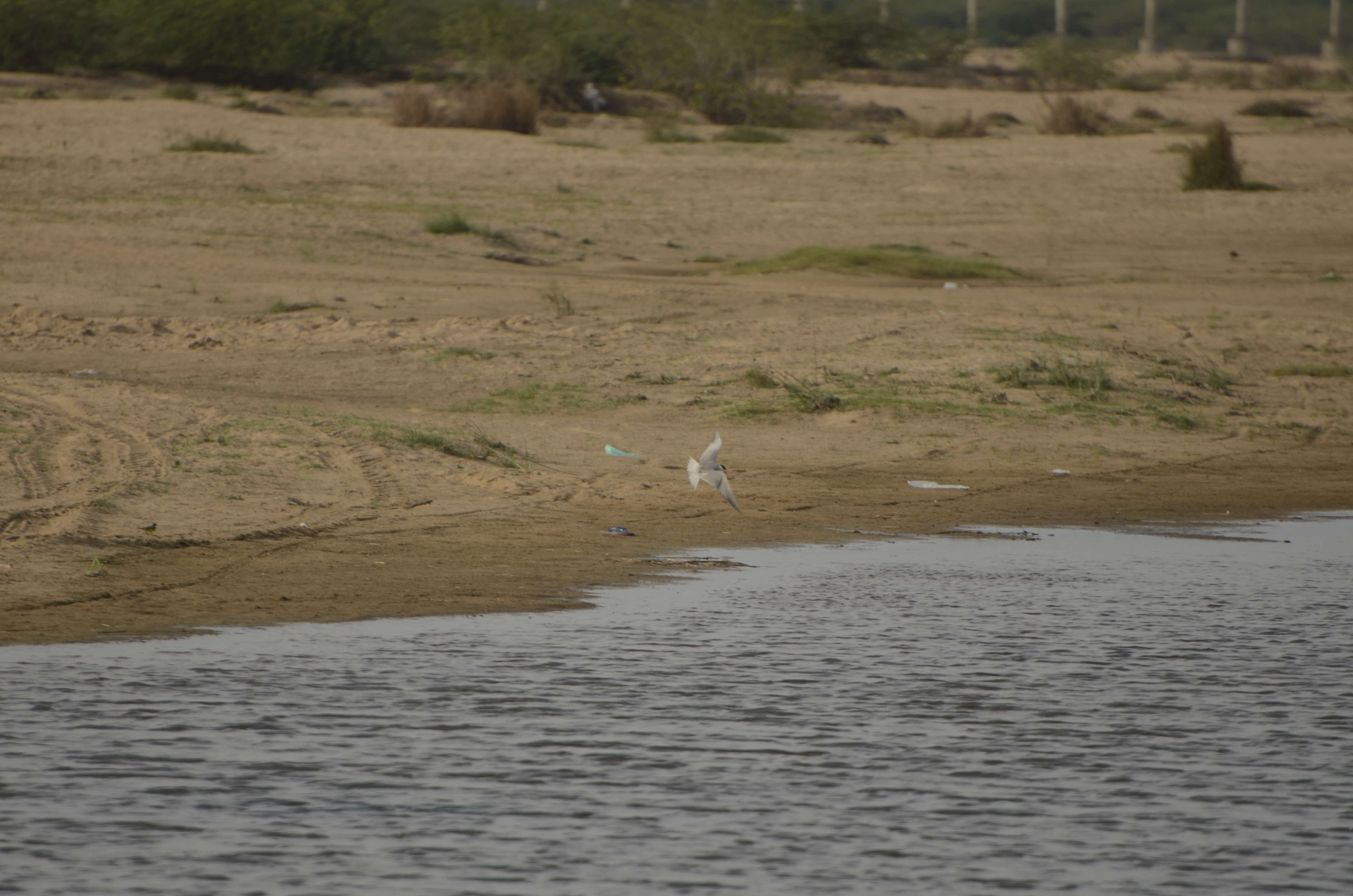 Image of Black-bellied Tern