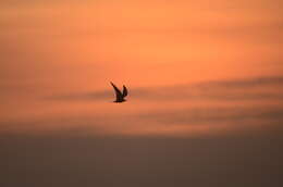 Image of Black-bellied Tern