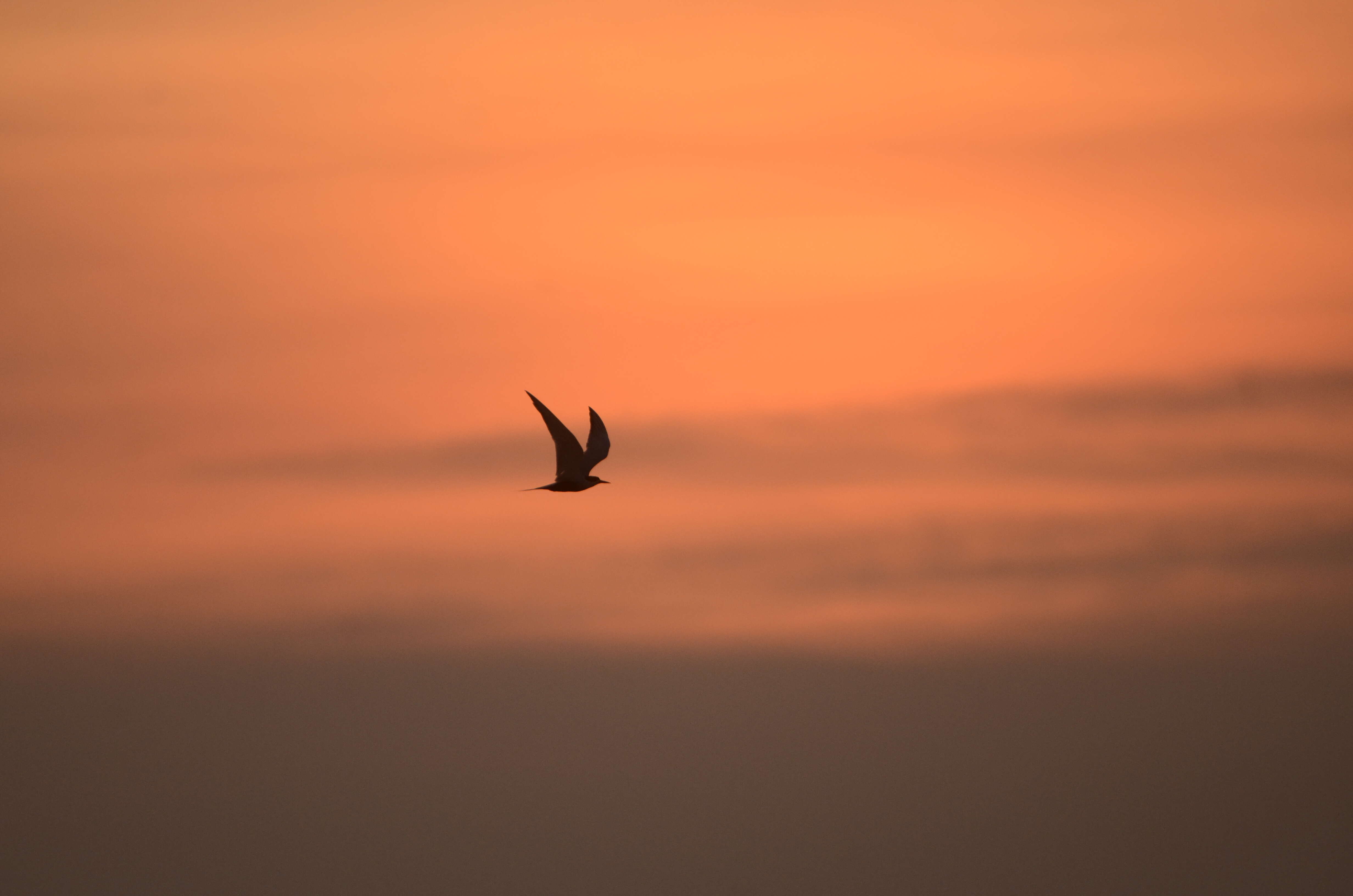 Image of Black-bellied Tern