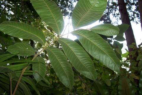 Imagem de Diploglottis cunninghamii (Hook.) J. D. Hook.