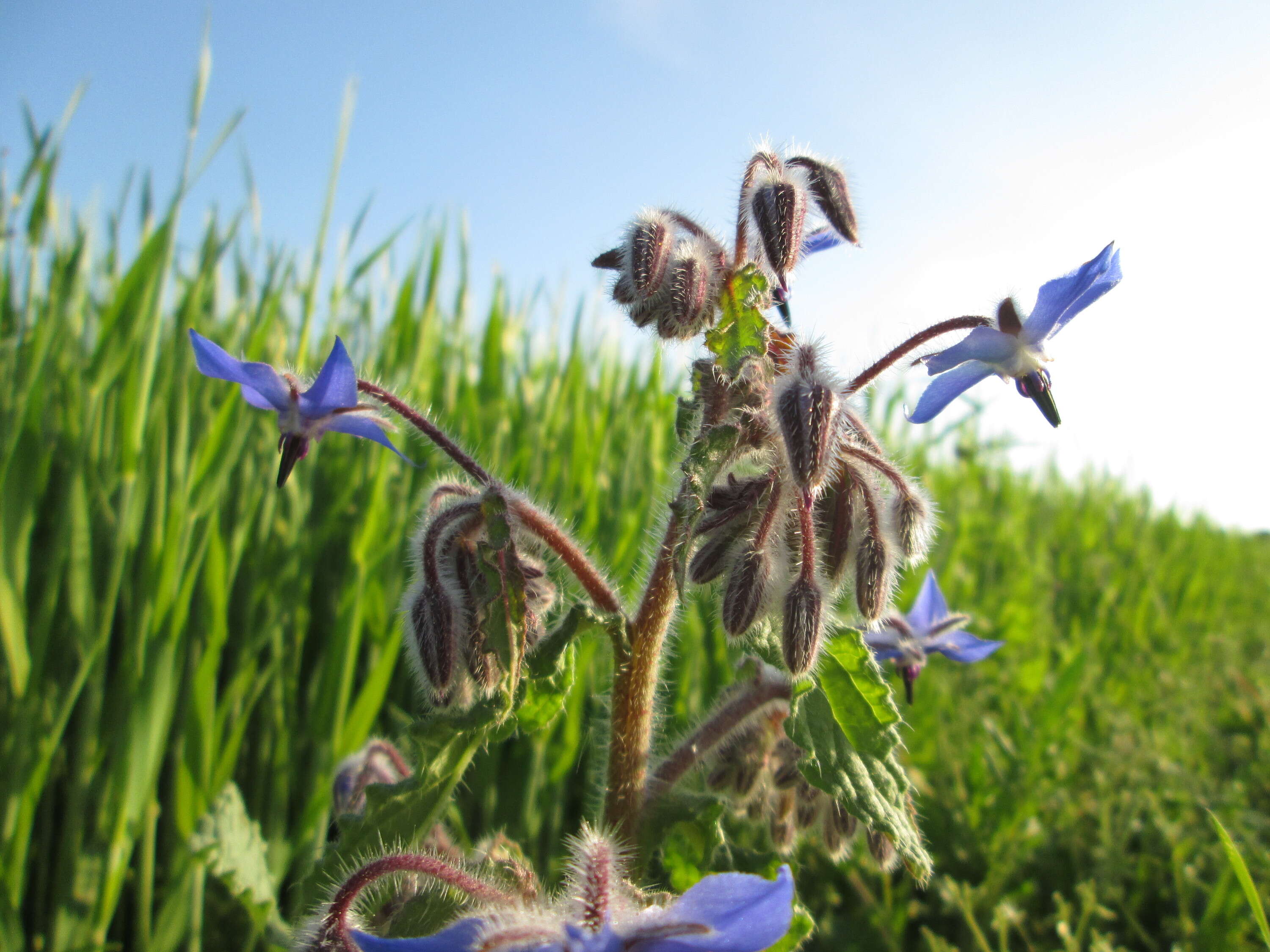 Image of borage