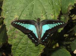 صورة Graphium sarpedon (Linnaeus 1758)