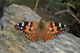 Image of Vanessa cardui