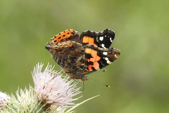 Image of Asian Admiral