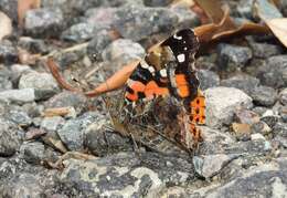 Image of Asian Admiral