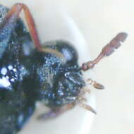 Anthrenocerus australis resmi