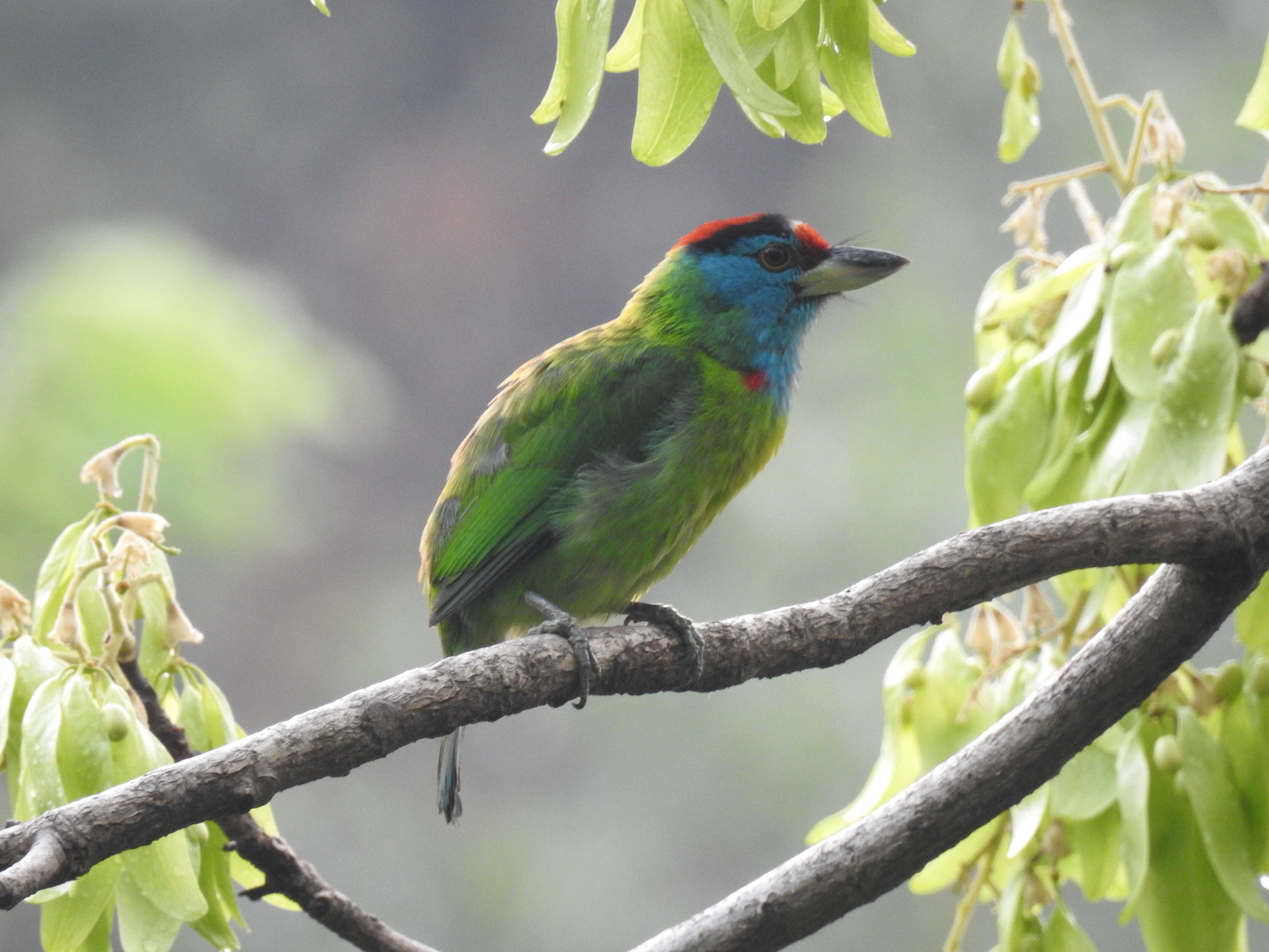 Image of Megalaima asiatica