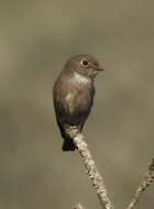 Image of Dark-sided Flycatcher