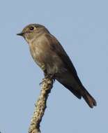 Image of Dark-sided Flycatcher