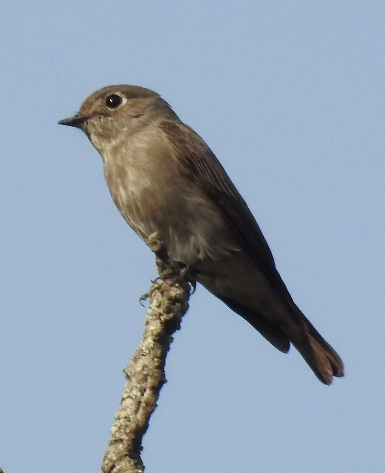 Image of Dark-sided Flycatcher