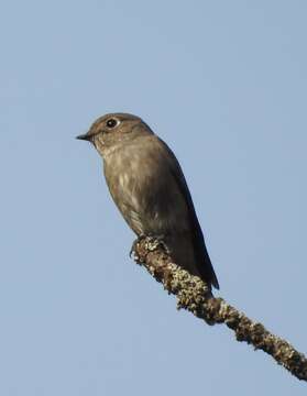 Image of Dark-sided Flycatcher