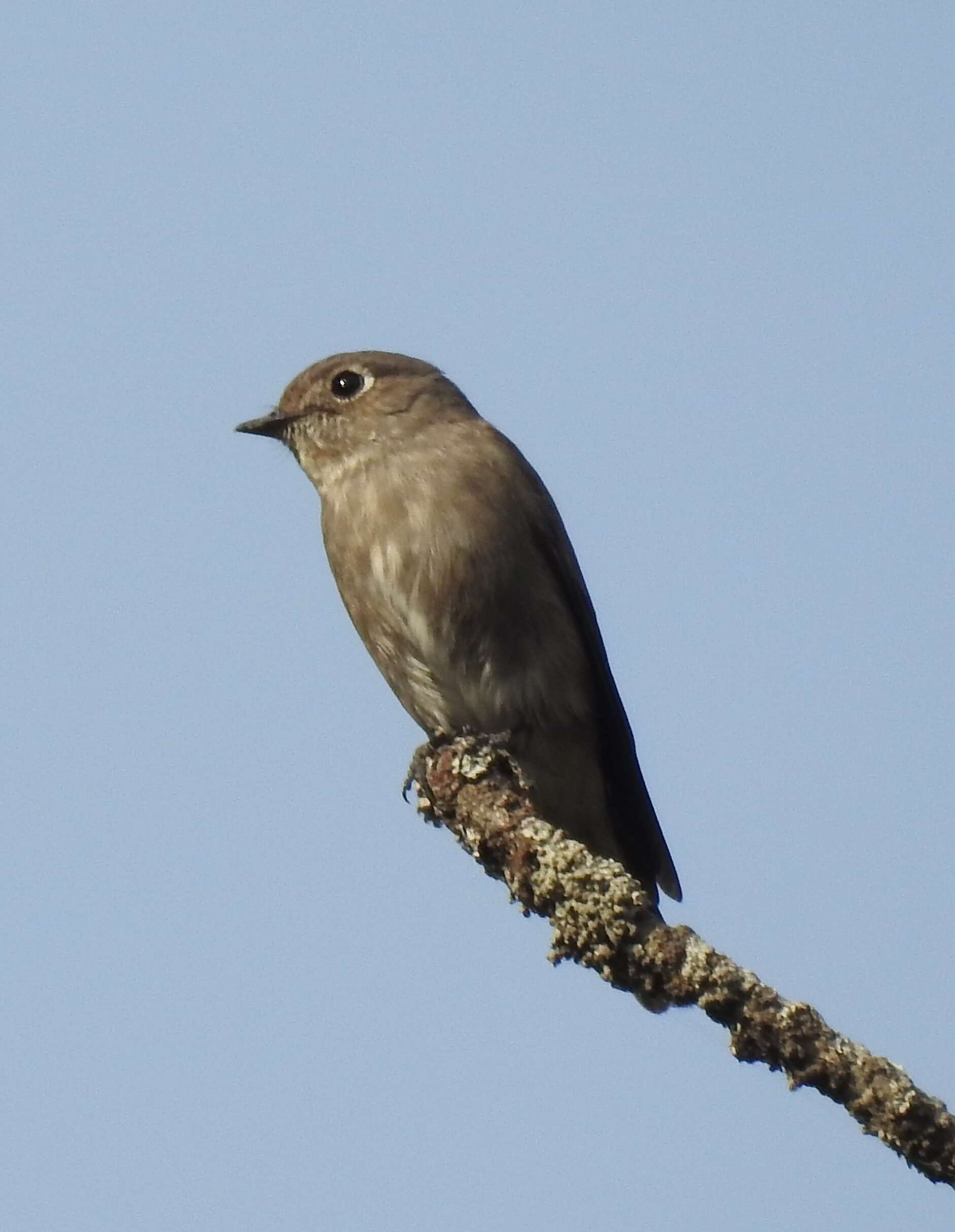 Image of Dark-sided Flycatcher