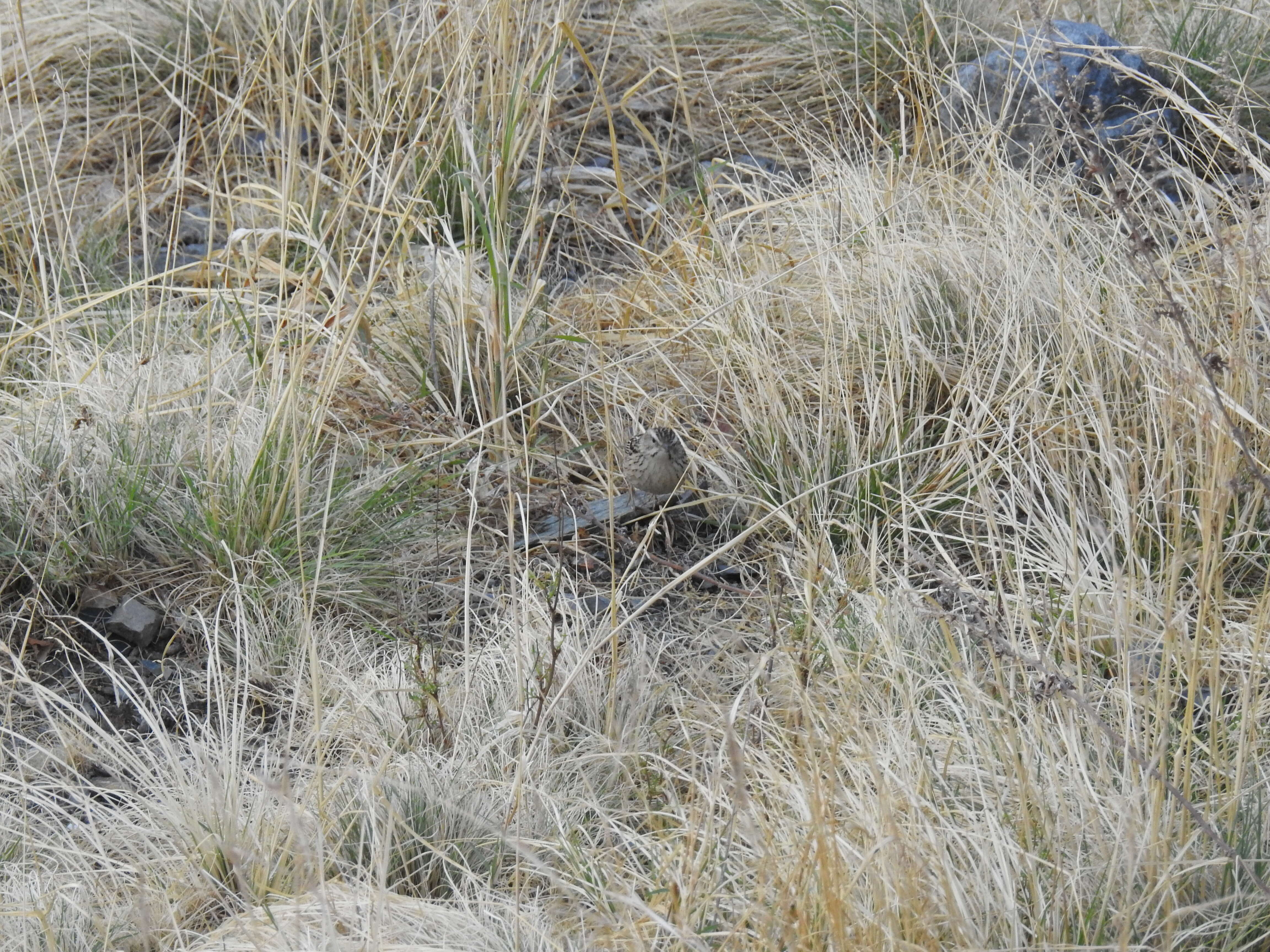 Image of Upland Pipit