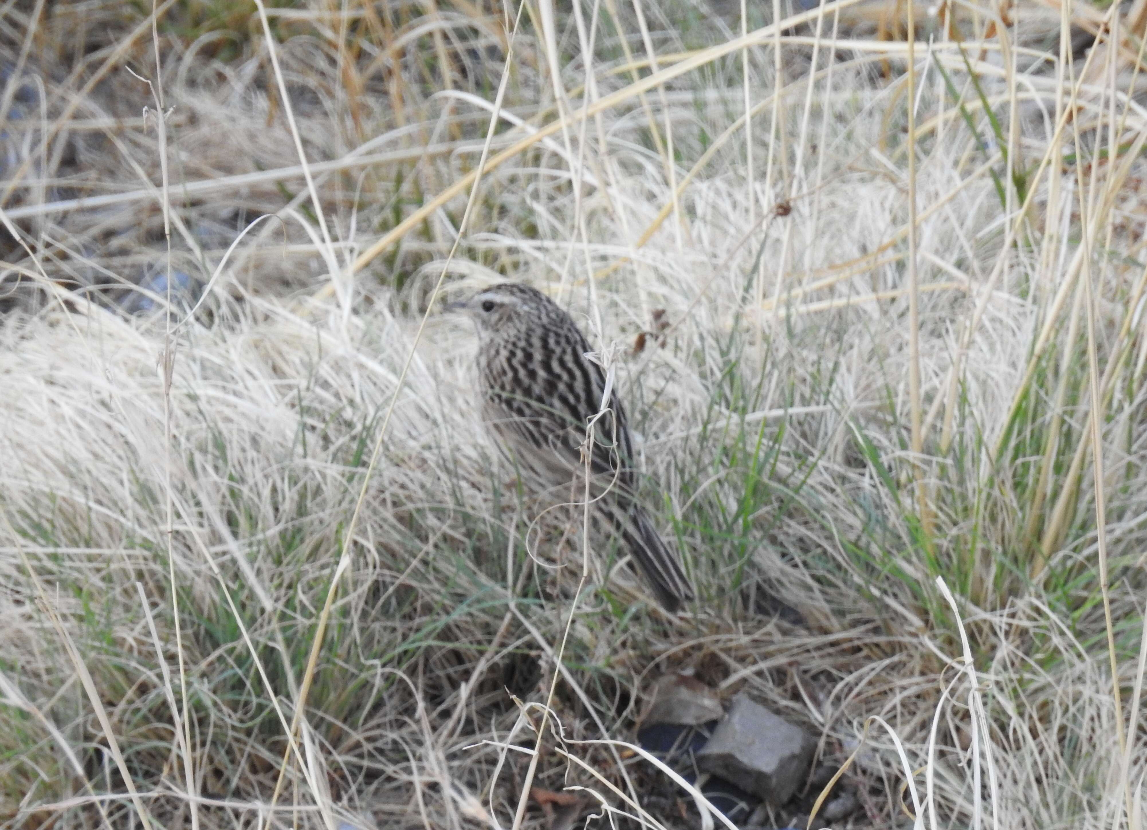 Image of Upland Pipit