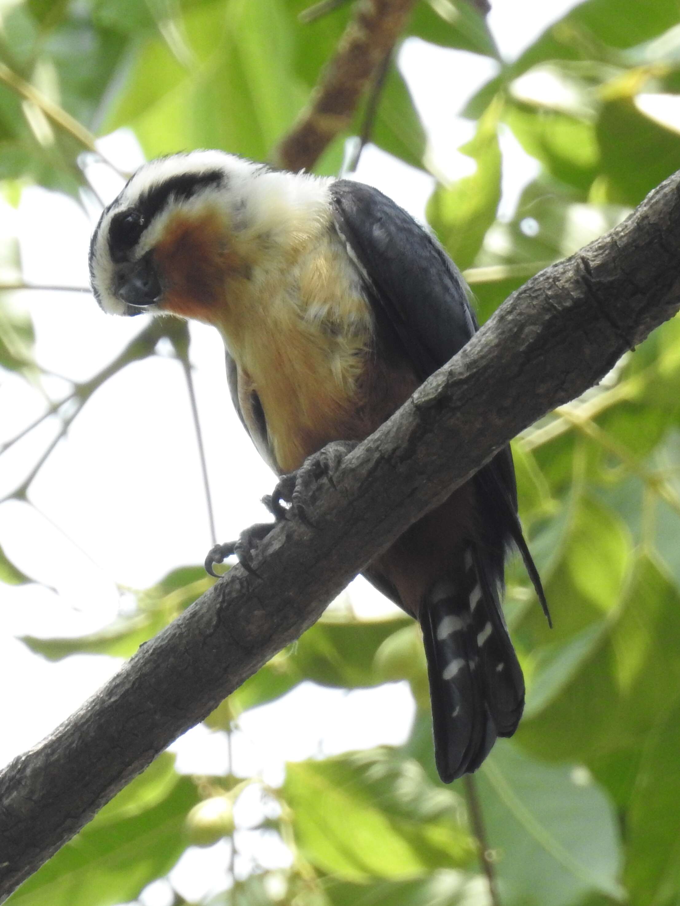 Image of Collared Falconet