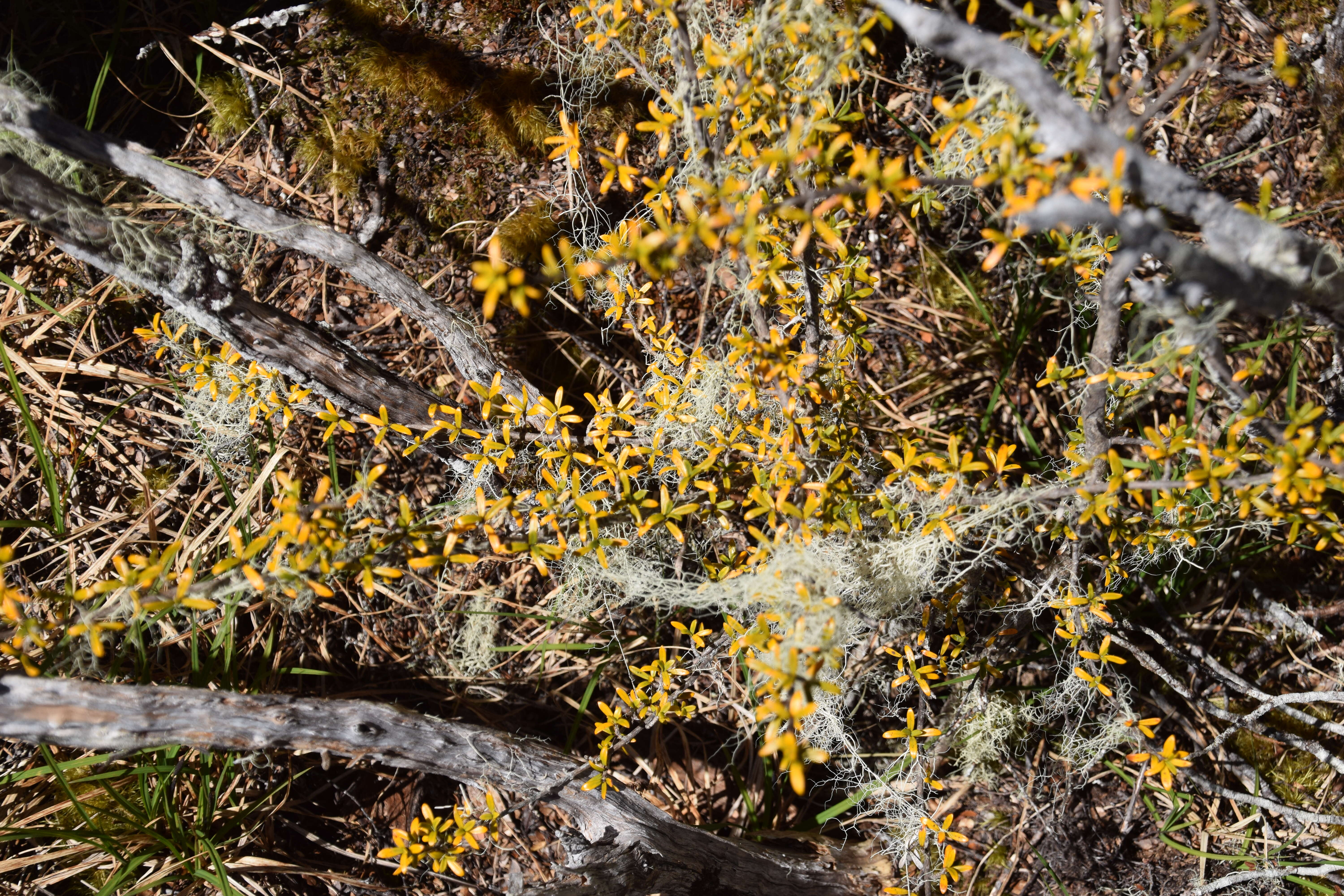 صورة Podocarpus nivalis Hook.