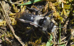 Image de Andrena cineraria (Linnaeus 1758)