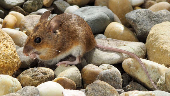 Image of wood mouse, long-tailed field mouse