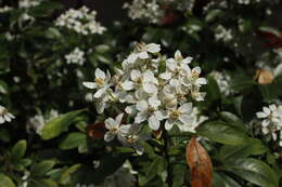 Image of Mexican Orange Blossom