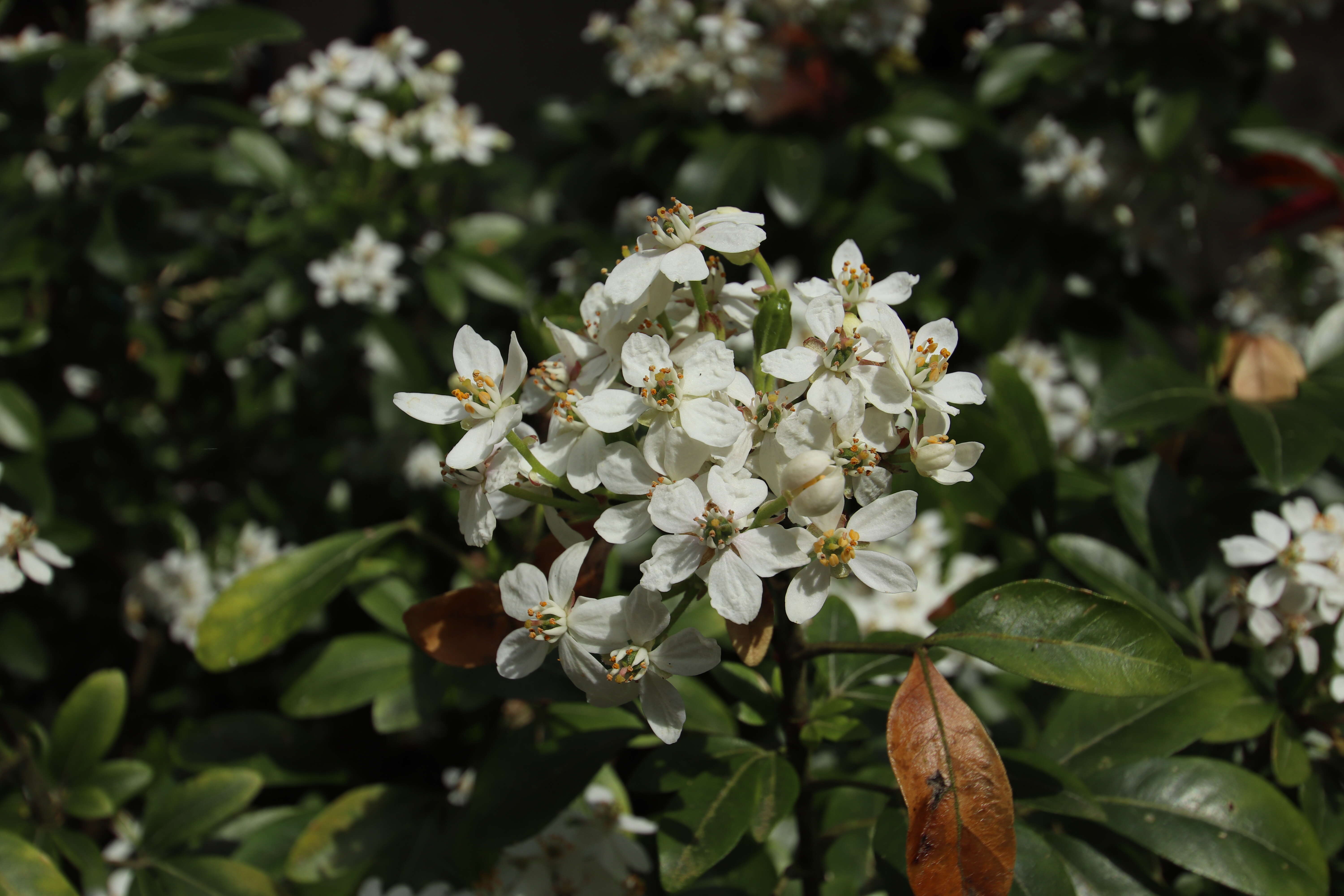 Image of Mexican Orange Blossom