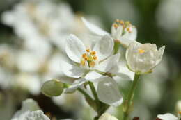 Image of Mexican Orange Blossom