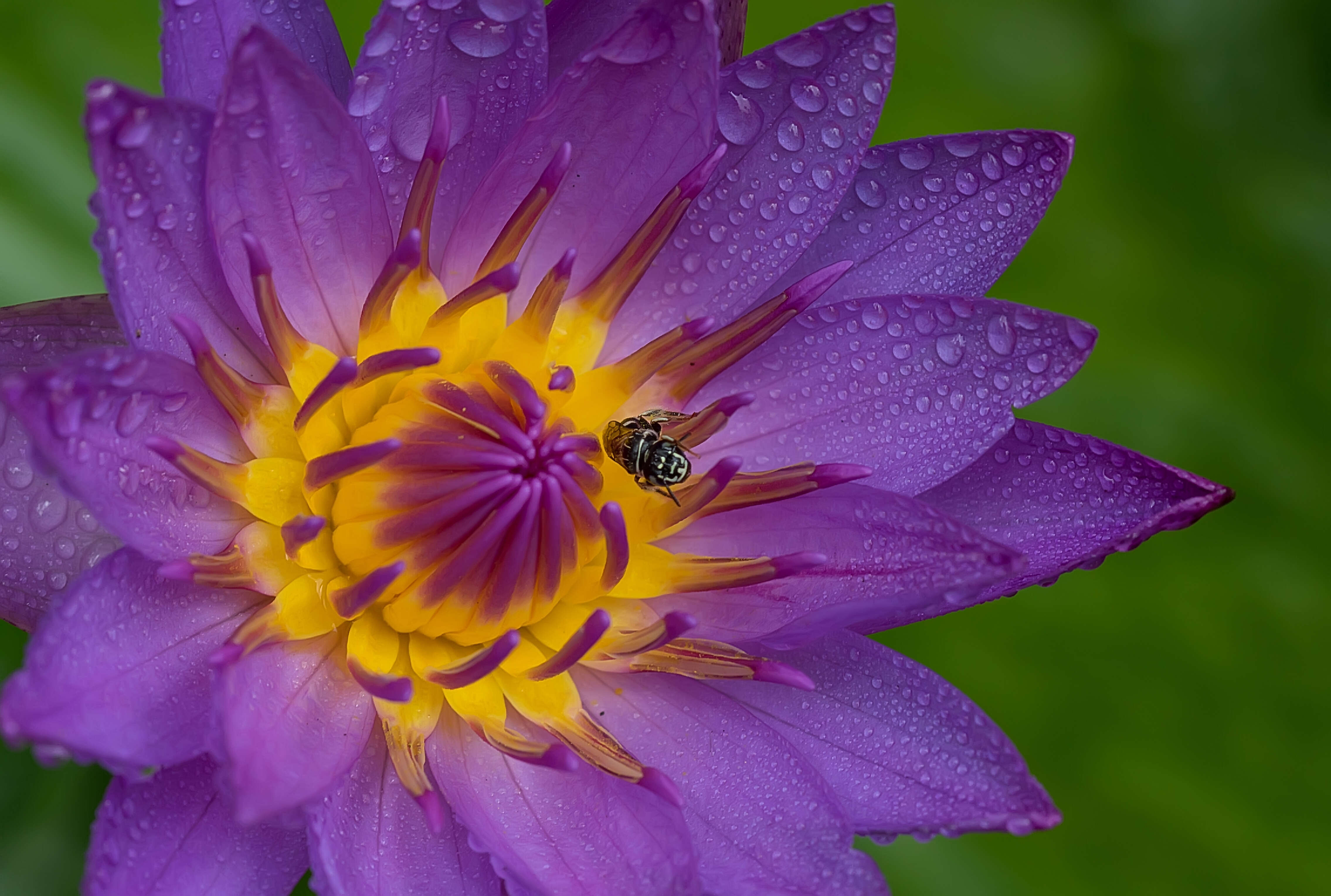 Image of blue star water-lily